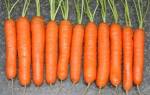Нантская 4 морковь