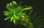 Аквариумное растение элодея