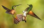 Интересные факты про колибри