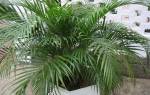 Финиковая пальма сколько растет