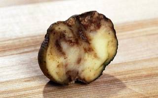 Рак картофеля опасность для человека