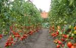 Высокорослые сорта томатов