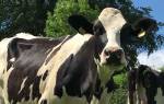 Почему корова кашляет
