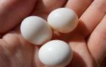 Сколько высиживают яйца кореллы