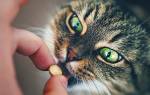 Как влить кошке лекарство