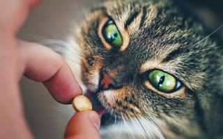 Как влить кошке лекарство