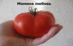 Мамина любовь томат