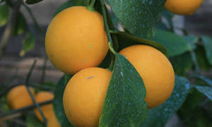 Лимон ташкентский описание