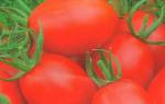 Хайпил томат отзывы