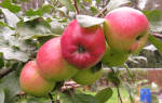 Сорт яблок веньяминовское