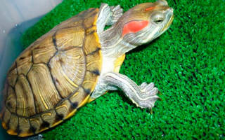 Черепаха красноухая пол