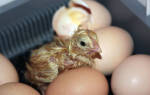 Как хранить инкубационные яйца