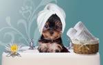 Как часто можно мыть собаку йорка