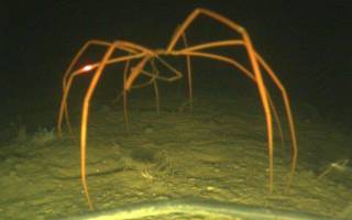 Гигантский морской паук