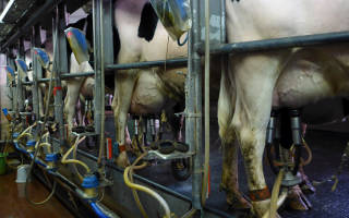 Как повысить надой молока у коровы