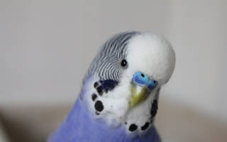 Пол волнистого попугая