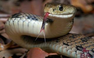Как назвать змею