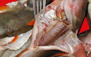 Паразитарные болезни рыб