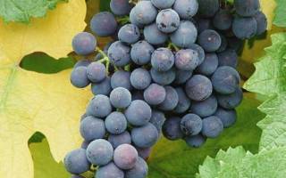Виноград альфа описание сорта