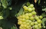 Шасла рамминга виноград