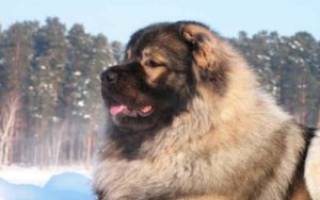Породы собак русские