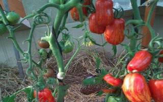 Безумие касади томат отзывы