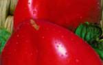Орлиное сердце томат отзывы
