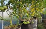 Выращивание помидор в бочке