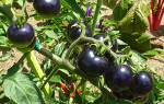 Черная гроздь томат