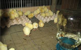 Как кормить вылупившихся цыплят