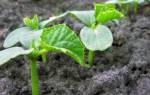 Как проращивать семена огурцов