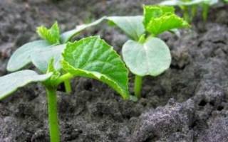Как проращивать семена огурцов
