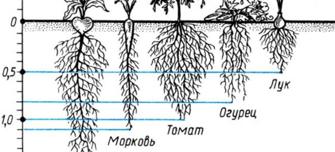 После чего сажать помидоры