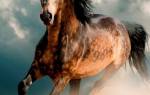 Красивые лошади мира