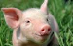 Вакцина против чумы свиней
