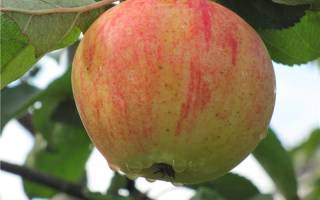 Сорт яблони орлинка