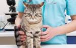Корм для кошек при пищевой аллергии