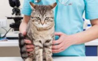 Корм для кошек при пищевой аллергии