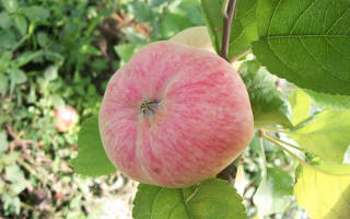 Яблоня малиновка описание