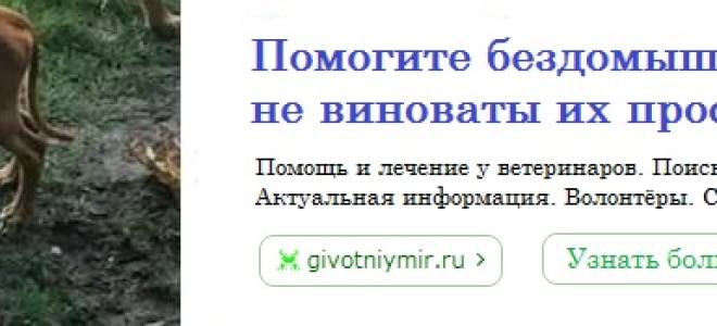 Капуцин в домашних условиях