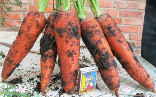 Морковь абако описание сорта