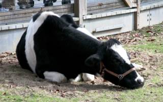 Как запустить желудок у коровы