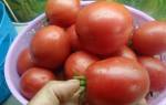 Настенька томат отзывы