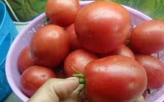 Настенька томат отзывы