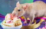 Что есть белая крыса в домашних условиях
