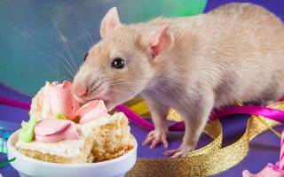 Что есть белая крыса в домашних условиях