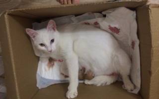 Кошка после родов кровит