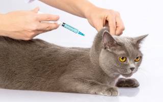 Вакцина пуревакс для кошек