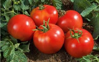 Земляк томат отзывы