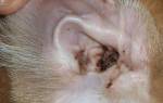 Против ушных клещей у кошек